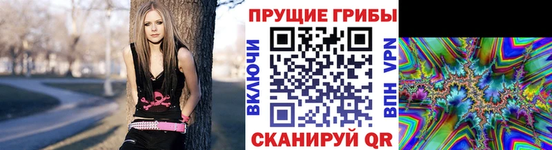 hydra онион Карасук Псилоцибиновые грибы Psilocybe